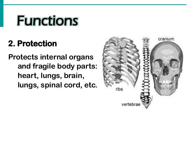 The Three Body Functions That Protect Emerging Adults Are 4. skeletal system