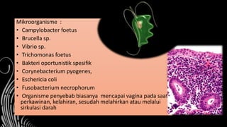 Mikroorganisme :
• Campylobacter foetus
• Brucella sp.
• Vibrio sp.
• Trichomonas foetus
• Bakteri oportunistik spesifik
• Corynebacterium pyogenes,
• Eschericia coli
• Fusobacterium necrophorum
• Organisme penyebab biasanya mencapai vagina pada saat
perkawinan, kelahiran, sesudah melahirkan atau melalui
sirkulasi darah
Trichomonas
foetus
 