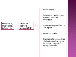  Induce fiebre
 fomenta el crecimiento y
diferenciación de
linfocitos B
 Aumenta las proteínas de
fase aguda
 Induce caquexia
 Promueve la apoptosis de
células tumorales, capaz
de inducir coagulación
local y trombosis
Linfocitos T,
macrófagos,
Células NK.
Factor de
necrosis
tumoral (TNF)
 