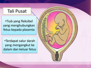 Tali Pusat
Plasenta•Tiub yang fleksibel
yang menghubungkan
fetus kepada plasenta
•Terdapat salur darah
yang mengangkut ke
dalam dan keluar fetus
 