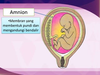 Amnion
Plasenta
•Membran yang
membentuk pundi dan
mengandungi bendalir
 