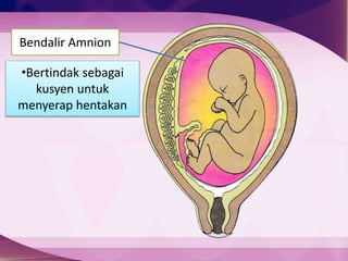 Bendalir Amnion
Plasenta
•Bertindak sebagai
kusyen untuk
menyerap hentakan
 