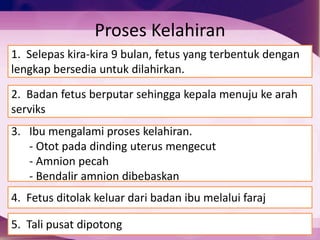 Proses Kelahiran
1. Selepas kira-kira 9 bulan, fetus yang terbentuk dengan
lengkap bersedia untuk dilahirkan.
2. Badan fetus berputar sehingga kepala menuju ke arah
serviks
3. Ibu mengalami proses kelahiran.
- Otot pada dinding uterus mengecut
- Amnion pecah
- Bendalir amnion dibebaskan
4. Fetus ditolak keluar dari badan ibu melalui faraj
5. Tali pusat dipotong
 