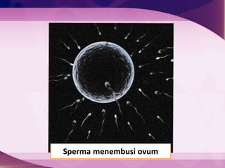 Sperma menembusi ovum
 