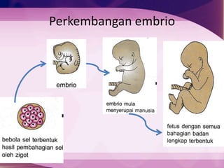Perkembangan embrio
 