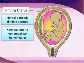 Dinding Uterus
Plasenta
Amnion
•Terdiri daripada
dinding berotot
•Tempat embrio
menempel dan
berkembang
 