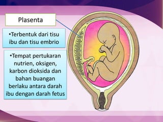 Plasenta
Plasenta
•Terbentuk dari tisu
ibu dan tisu embrio
•Tempat pertukaran
nutrien, oksigen,
karbon dioksida dan
bahan buangan
berlaku antara darah
ibu dengan darah fetus
 