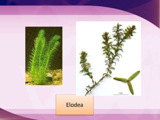 Elodea
 