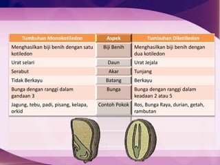 Tumbuhan Monokotiledon Aspek Tumbuhan Dikotiledon
Menghasilkan biji benih dengan satu
kotiledon
Biji Benih Menghasilkan biji benih dengan
dua kotiledon
Urat selari Daun Urat Jejala
Serabut Akar Tunjang
Tidak Berkayu Batang Berkayu
Bunga dengan ranggi dalam
gandaan 3
Bunga Bunga dengan ranggi dalam
keadaan 2 atau 5
Jagung, tebu, padi, pisang, kelapa,
orkid
Contoh Pokok Ros, Bunga Raya, durian, getah,
rambutan
 