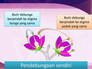 Butir debunga
berpindah ke stigma
bunga yang sama
Butir debunga
berpindah ke stigma
pokok yang sama
Pendebungaan sendiri
 