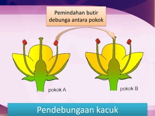 Pendebungaan kacuk
Pemindahan butir
debunga antara pokok
 