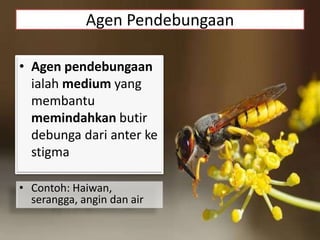 Agen Pendebungaan
• Agen pendebungaan
ialah medium yang
membantu
memindahkan butir
debunga dari anter ke
stigma
• Contoh: Haiwan,
serangga, angin dan air
 