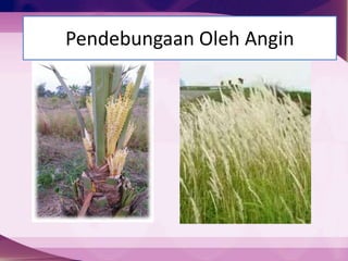 Pendebungaan Oleh Angin
 