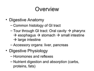 4. digestive s | PPT
