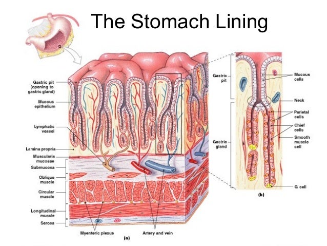 4. digestive s