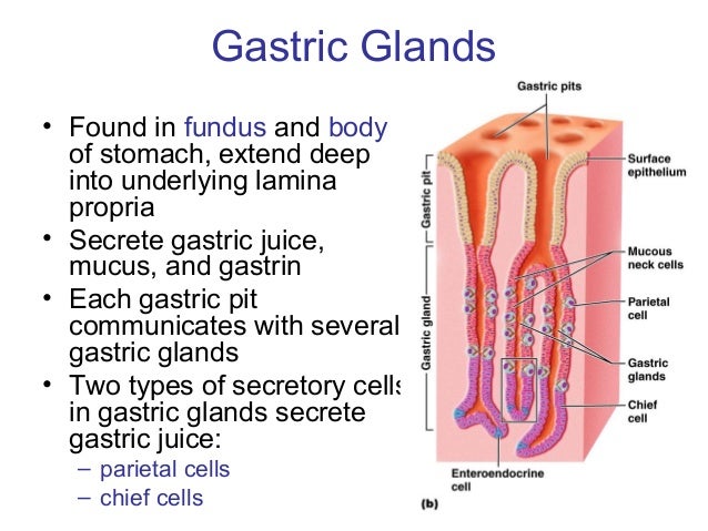 Where are the gastric glands located