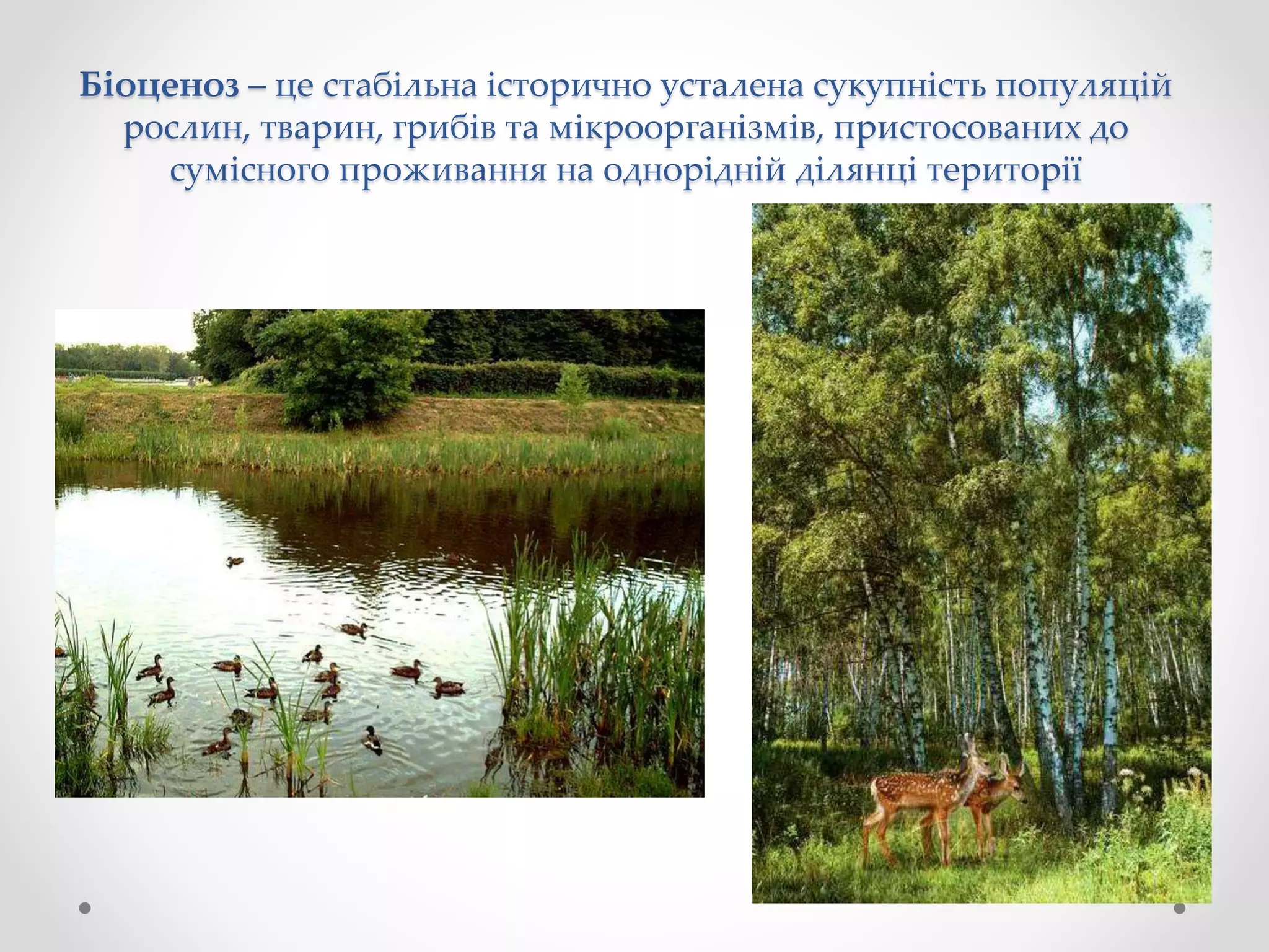 Біоценоз – це стабільна історично усталена сукупність популяцій
рослин, тварин, грибів та мікроорганізмів, пристосованих до
сумісного проживання на однорідній ділянці території
 