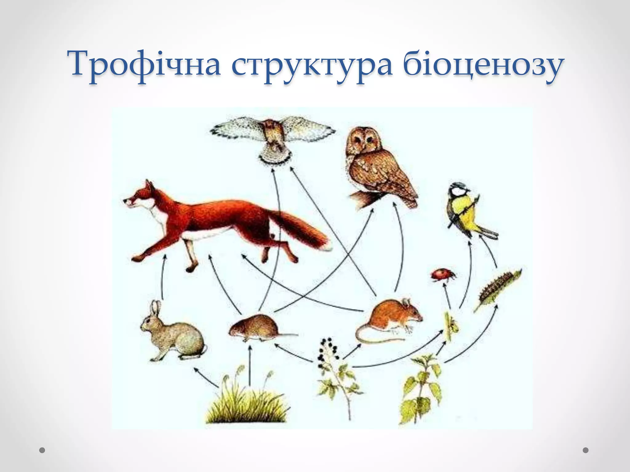 Трофічна структура біоценозу
 