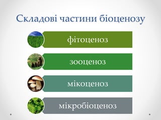 Складові частини біоценозу
фітоценоз
зооценоз
мікоценоз
мікробіоценоз
 