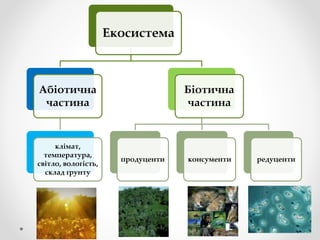 Екосистема
Абіотична
частина
клімат,
температура,
світло, вологість,
склад ґрунту
Біотична
частина
продуценти консументи редуценти
 
