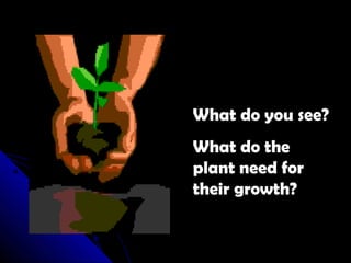 What do you see? 
What do the 
plant need for 
their growth? 
 