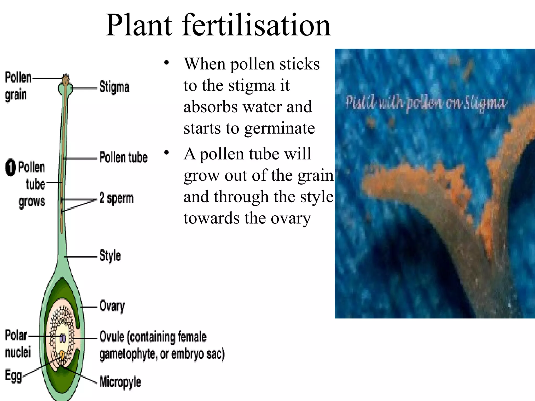 Biology Form 5 Chapter 4 : 4.5 Reproduction in flowering plants | PPT