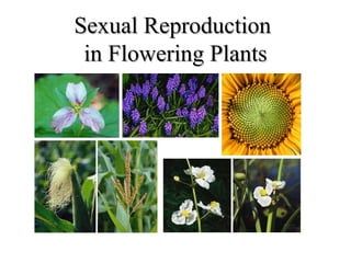 Sexual ReproductionSexual Reproduction
in Flowering Plantsin Flowering Plants
 