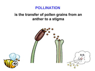 Biology Form 5 Chapter 4 : 4.5 Reproduction in flowering plants | PPT