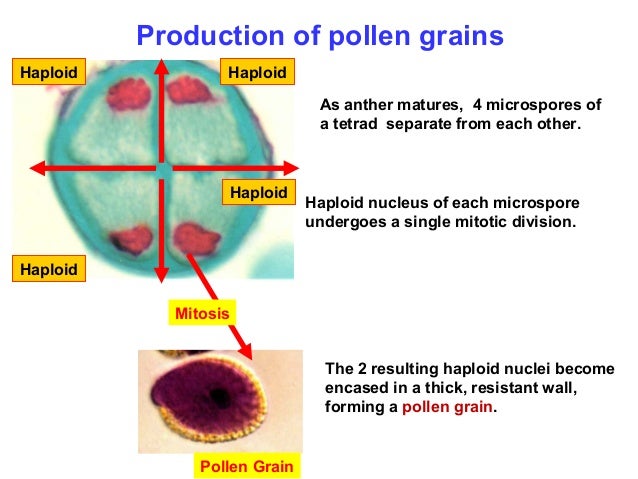 Generative Cell Plant Reproduction / Inside The Plant Cell Anatomy Poster | Flower prints art ... : The first function is that it houses the hereditary material or the dna of the plant cell.