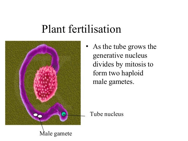 Biology Form 5 Chapter 4 : 4.5 Reproduction in flowering plants