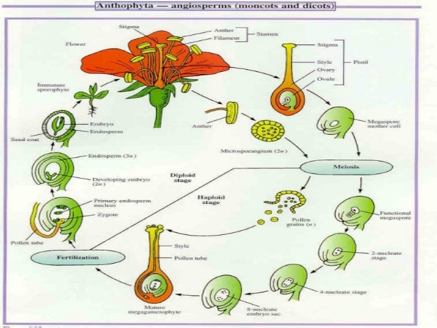 Biology Form 5 Chapter 4 : 4.5 Reproduction in flowering plants