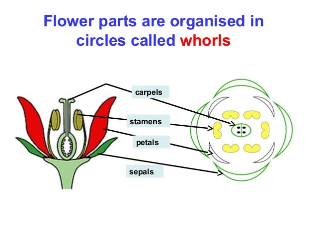 Biology Form 5 Chapter 4 : 4.5 Reproduction in flowering plants