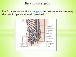 Los 2 pares de nervios coccigeos, le proporcionan una muy 
discreta irrigación al muslo proximal. 
