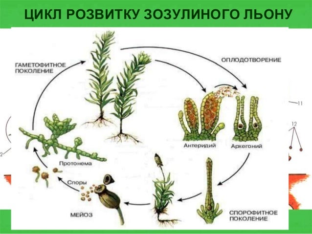 Развитие мужского гаметофита сосны обыкновенной. Цикл жизни голосеменных растений схема. Функции протонемы. Эволюция гаметофита и спорофита у растений. Гаметофит редуцирован до нескольких клеток.