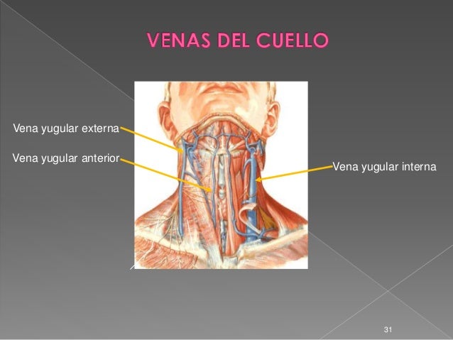 4. Cabeza y Cuello