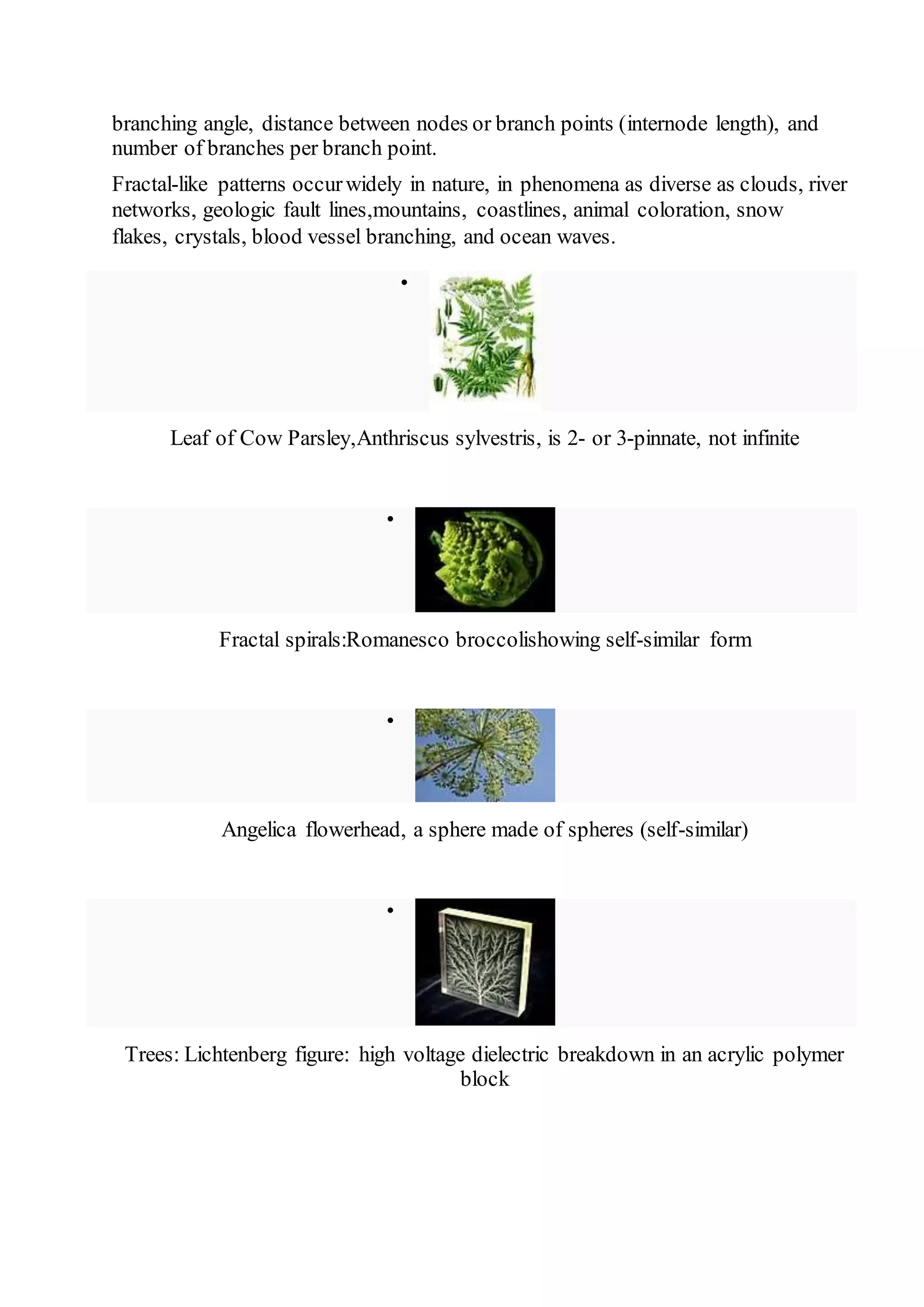 branching angle, distance between nodes or branch points (internode length), and 
number of branches per branch point. 
Fractal-like patterns occur widely in nature, in phenomena as diverse as clouds, river 
networks, geologic fault lines,mountains, coastlines, animal coloration, snow 
flakes, crystals, blood vessel branching, and ocean waves. 
 
Leaf of Cow Parsley,Anthriscus sylvestris, is 2- or 3-pinnate, not infinite 
 
Fractal spirals:Romanesco broccolishowing self-similar form 
 
Angelica flowerhead, a sphere made of spheres (self-similar) 
 
Trees: Lichtenberg figure: high voltage dielectric breakdown in an acrylic polymer 
block 
 