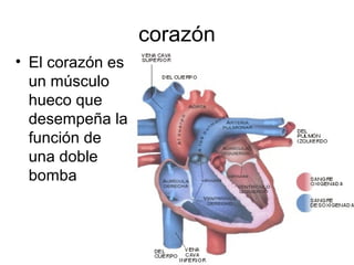 • El corazón es 
un músculo 
hueco que 
desempeña la 
función de 
una doble 
bomba 
corazón 
 