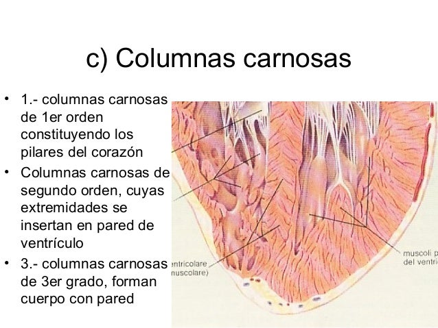 4.corazón