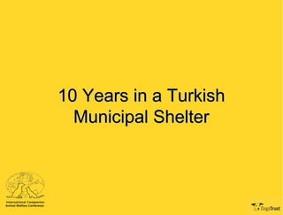 10 Years in a Turkish10 Years in a Turkish
Municipal ShelterMunicipal Shelter
 