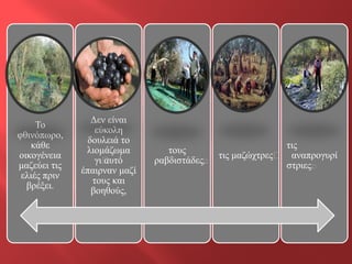 Το φθινόπωρο, κάθε οικογένεια μαζεύει τις ελιές πριν βρέξει. 
Δεν είναι εύκολη δουλειά το λιομάζωμα γι’αυτό έπαιρναν μαζί τους και βοηθούς, 
τους ραβδιστάδες”, 
τις μαζώχτρες’ 
τις αναπρογυρίστριες”.  