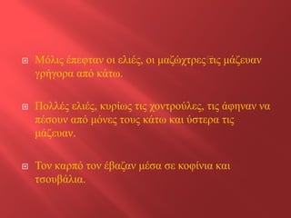  
Μόλις έπεφταν οι ελιές, οι μαζώχτρες’τις μάζευαν γρήγορα από κάτω. 
 
Πολλές ελιές, κυρίως τις χοντρούλες, τις άφηναν να πέσουν από μόνες τους κάτω και ύστερα τις μάζευαν. 
 
Τον καρπό τον έβαζαν μέσα σε κοφίνια και τσουβάλια.  