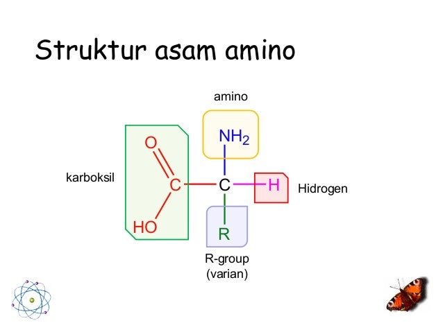 Hasil gambar untuk struktur asam amino