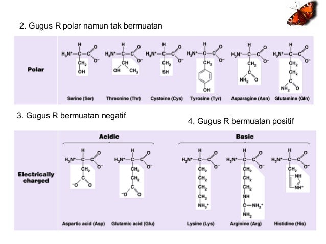 4.asam amino dan protein