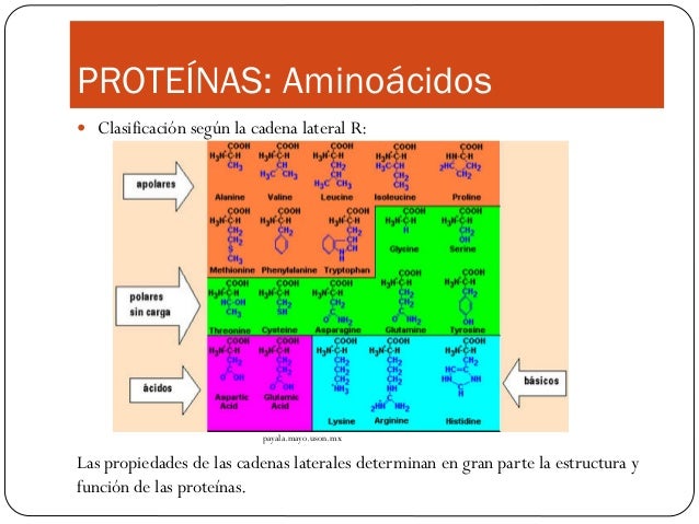 clasificacion de los aminoacidos segun sus cadenas laterales prote 237 nas clasificacion de los aminoacidos segun sus cadenas laterales prote 237 nas