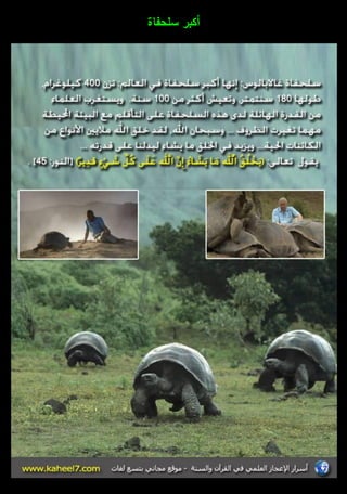 أكبر سمحفاة 
 