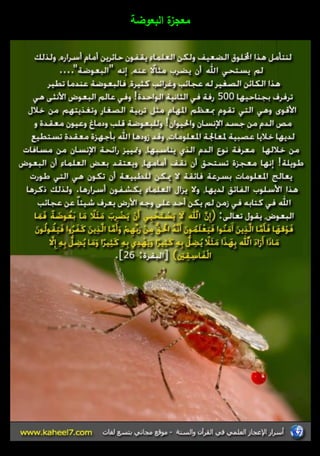 معجزة البعوضة 
 