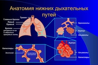 ААннааттооммиияя нниижжнниихх ддыыххааттееллььнныыхх 
ппууттеейй Трахея 
Главные бронхи 
Левый 
Правый 
Бронхи 
Бронхиолы 
Ацинус 
Альвеолы 
Ацинус 
Альвеолы 
Капилляры 
ригидные из-за 
C-образных 
хрящевых колец 
Капилляры 
Альвеолярное 
пространство 
Эпителий 
 