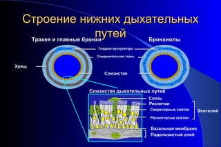 ССттррооееннииее нниижжнниихх ддыыххааттееллььнныыхх 
ппууттеейй Трахея и главные бронхи Бронхиолы 
Слизь 
Реснички 
Секреторные клетки 
Реснитчатые клетки 
Базальная мембрана 
Подслизистый слой 
Гладкая мускулатура 
Соединительная ткань 
Хрящ 
Слизистая 
Эпителий 
Слизистая дыхательных путей 
 