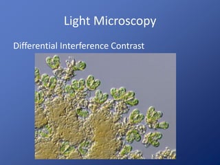 Light Microscopy 
Differential Interference Contrast 
 