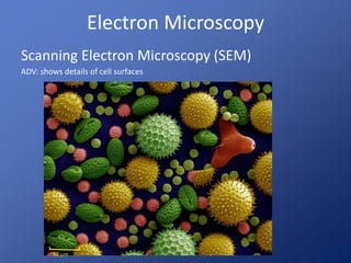 Electron Microscopy 
Scanning Electron Microscopy (SEM) 
ADV: shows details of cell surfaces 
 